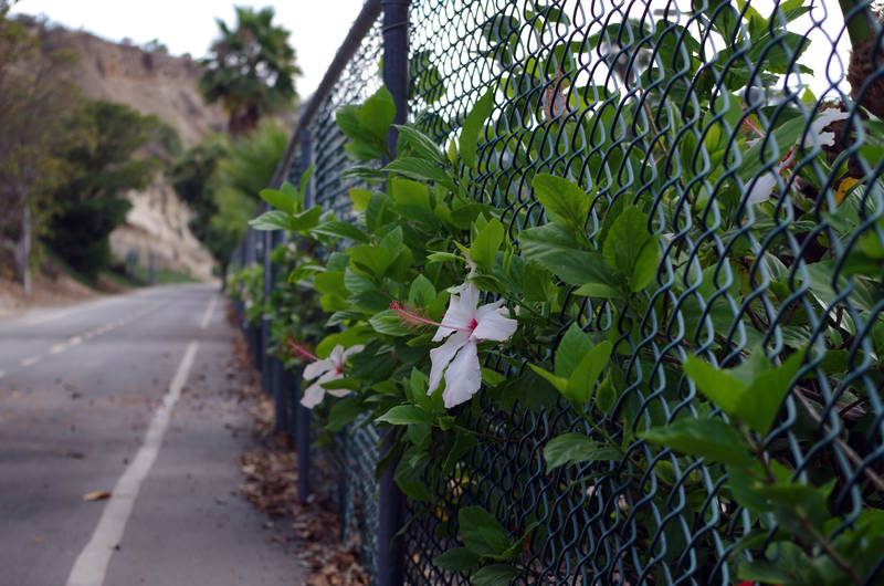 fence flower